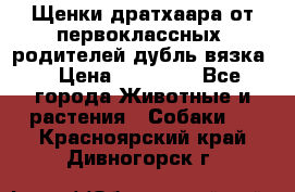 Щенки дратхаара от первоклассных  родителей(дубль вязка) › Цена ­ 22 000 - Все города Животные и растения » Собаки   . Красноярский край,Дивногорск г.